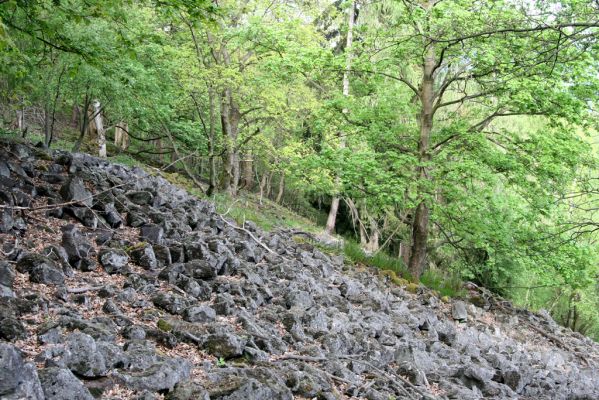 Jílové, Holý vrch, 8.5.2015
Labské pískovce -Holý vrchu, horní okraj východního suťového pole.



Klíčová slova: Jílové Labské pískovce Holý vrch Athous vittatus haemorrhoidalis