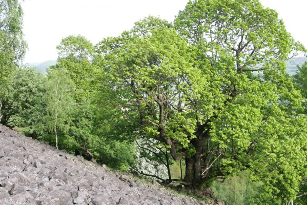 Jílové, Holý vrch, 8.5.2015
Labské pískovce - Holý vrch. Suťové pole na jižním svahu.



Mots-clés: Jílové Labské pískovce Holý vrch Idolus picipennis