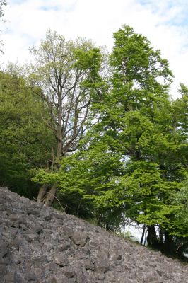 Jílové, Holý vrch, 8.5.2015
Labské pískovce - Holý vrch. Suťové pole na jižním svahu.



Klíčová slova: Jílové Labské pískovce Holý vrch Idolus picipennis