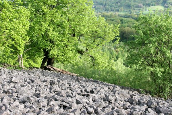 Jílové, Holý vrch, 8.5.2015
Labské pískovce - Holý vrch. Suťové pole na jižním svahu.



Klíčová slova: Jílové Labské pískovce Holý vrch Idolus picipennis