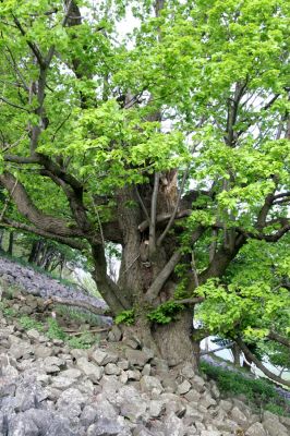 Jílové, Holý vrch, 8.5.2015
Labské pískovce - Holý vrch. Stará lípa na suťovém poli na jižním svahu.



Klíčová slova: Jílové Labské pískovce Holý vrch Idolus picipennis