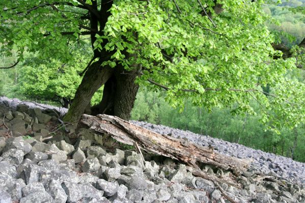 Jílové, Holý vrch, 8.5.2015
Labské pískovce - Holý vrch. Suťové pole na jižním svahu.



Klíčová slova: Jílové Labské pískovce Holý vrch Idolus picipennis