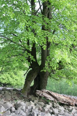 Jílové, Holý vrch, 8.5.2015
Labské pískovce - Holý vrch. Suťové pole na jižním svahu.



Mots-clés: Jílové Labské pískovce Holý vrch Idolus picipennis