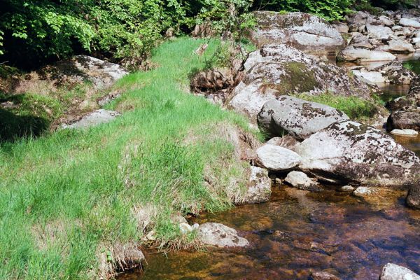 Jizerské hory, Jizera, 29.5.2003
Travnaté břehy Jizery u Kořenova. Biotop kovaříka Aplotarsus incanus
Klíčová slova: Jizerské hory Jizera Aplotarsus incanus