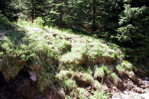 Jizerské hory, Střední Jizerský hřeben, 29.5.2003
Narušené svahy u lesní cesty. Biotop kovaříka Orithales serraticornis
Klíčová slova: Jizerské hory Střední Jizerský hřeben Orithales serraticornis