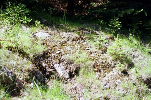 Jizerské hory, Střední Jizerský hřeben, 29.5.2003
Narušený okraj lesní cesty. Biotop kovaříka Orithales serraticornis.
Schlüsselwörter: Jizerské hory Střední Jizerský hřeben Orithales serraticornis