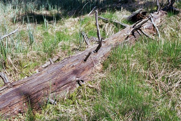 Jizerské hory, Velká Jizerská louka, 29.5.2003
Velká Jizerská louka. Trouchnivějící kmen smrku. Biotop kovaříka Ampedus aethiops.
Mots-clés: Jizerské hory Velká Jizerská louka Ampedus aethiops