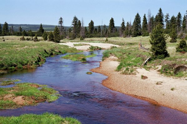 Jizerské hory, Jizera, 29.5.2003
Velká Jizerská louka - meandry Jizery. Biotop kovaříka Zorochros dermestoides.
Klíčová slova: Jizerské hory Jizera Velká Jizerská louka Zorochros dermestoides