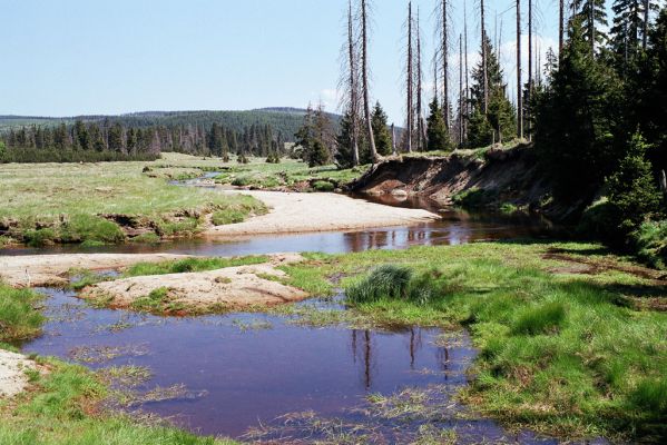 Jizerské hory, Jizera, 29.5.2003
Velká Jizerská louka - meandry Jizery. Biotop kovaříka Zorochros dermestoides.
Mots-clés: Jizerské hory Jizera Velká Jizerská louka Zorochros dermestoides