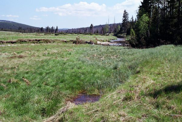 Jizerské hory, Jizera, 29.5.2003
Mokřad Velké Jizerské louky - biotop kovaříka Actenicerus siaelandicus
Schlüsselwörter: Jizerské hory Jizera Velká Jizerská louka Actenicerus siaelandicus