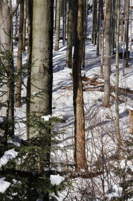 Lázně Libverda, 13.2.2022
Údolí Hájeného potoka pod skalním masivem Koráb.
Schlüsselwörter: Lázně Libverda Hájený potok skalní masiv Koráb Dendrophagus crenatus