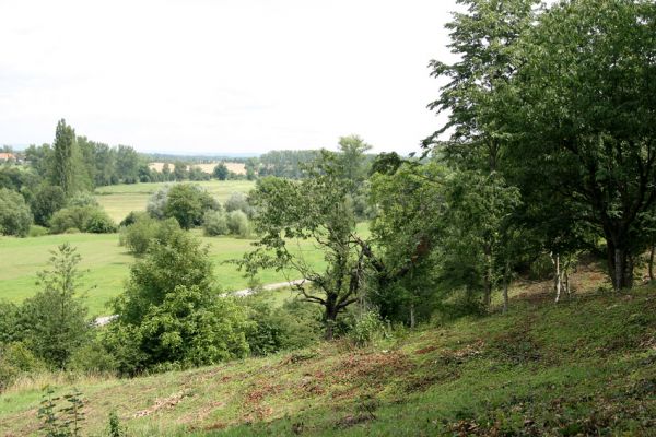 Jaroměř - Josefov, 21.7.2009
Třešňovka na severním svahu pevnosti.
Schlüsselwörter: Jaroměř Josefov