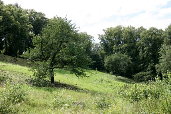 Jaroměř - Josefov, 21.7.2009
Třešňovka na severním svahu pevnosti.
Klíčová slova: Jaroměř Josefov