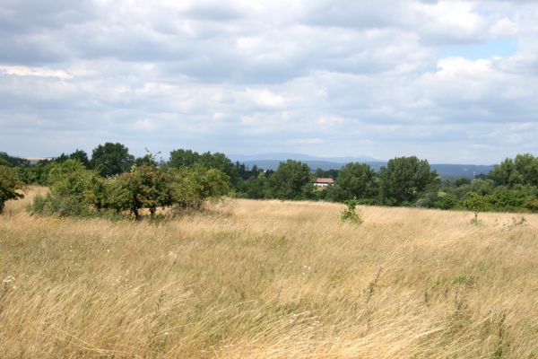 Jaroměř - Josefov, 5.8.2008
Bývalé vojenské cvičiště. Plocha v péči ČSOP JARO Jaroměř. Na obzoru dominantní vrchol Zvičina.
Klíčová slova: Jaroměř Josefov step