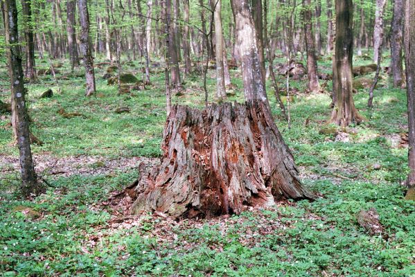 Jovsa, 26.4.2003
Jovsianské hrabina. Pařez dubu osídlený kovaříky Ampedus hjorti a Ampedus elegantulus a zdobenci Gnorimus variabilis. 
Klíčová slova: Jovsa Jovsianské hrabina Ampedus hjorti Ampedus elegantulus Gnorimus variabilis Prostomis mandibularis