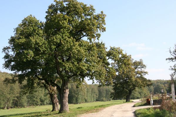 Klátova Nová Ves, 10.10.2014
Pastevní les Cibajky u salaše. 
Klíčová slova: Klátova Nová Ves pastevní les Cibajky