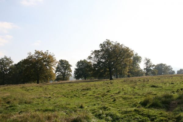Klátova Nová Ves, 10.10.2014
Pastevní les Cibajky. 
Klíčová slova: Klátova Nová Ves pastevní les Cibajky