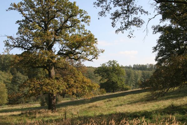Klátova Nová Ves, 10.10.2014
Pastevní les Cibajky. 
Klíčová slova: Klátova Nová Ves pastevní les Cibajky