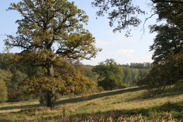 Klátova Nová Ves, 10.10.2014
Pastevní les Cibajky. 
Mots-clés: Klátova Nová Ves pastevní les Cibajky