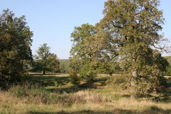 Klátova Nová Ves, 10.10.2014
Pastevní les Cibajky. 
Klíčová slova: Klátova Nová Ves pastevní les Cibajky