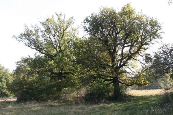 Klátova Nová Ves, 10.10.2014
Pastevní les Cibajky. 
Klíčová slova: Klátova Nová Ves pastevní les Cibajky