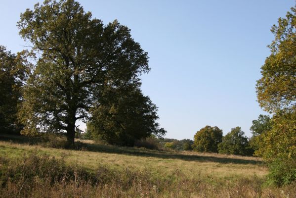Klátova Nová Ves, 10.10.2014
Pastevní les Cibajky. 
Klíčová slova: Klátova Nová Ves pastevní les Cibajky