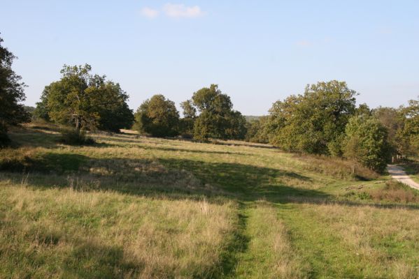 Klátova Nová Ves, 10.10.2014
Pastevní les Cibajky. 
Klíčová slova: Klátova Nová Ves pastevní les Cibajky