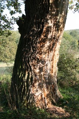 Klátova Nová Ves, 10.10.2014
Pastevní les Cibajky. Dub s požerky tesaříka Cerambyx cerdo.
Klíčová slova: Klátova Nová Ves pastevní les Cibajky Cerambyx cerdo