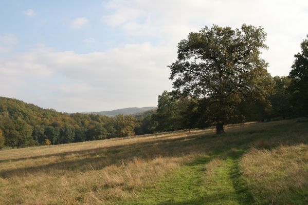 Klátova Nová Ves, 10.10.2014
Pastevní les Cibajky. 
Keywords: Klátova Nová Ves pastevní les Cibajky