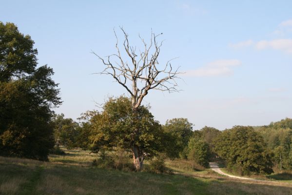 Klátova Nová Ves, 10.10.2014
Pastevní les Cibajky. 
Klíčová slova: Klátova Nová Ves pastevní les Cibajky