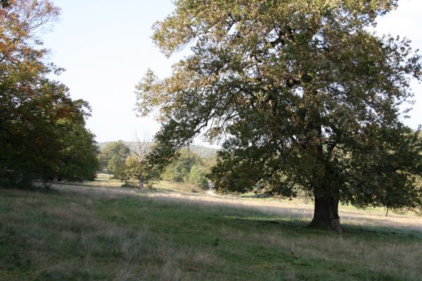 Klátova Nová Ves, 10.10.2014
Pastevní les Cibajky. 
Klíčová slova: Klátova Nová Ves pastevní les Cibajky