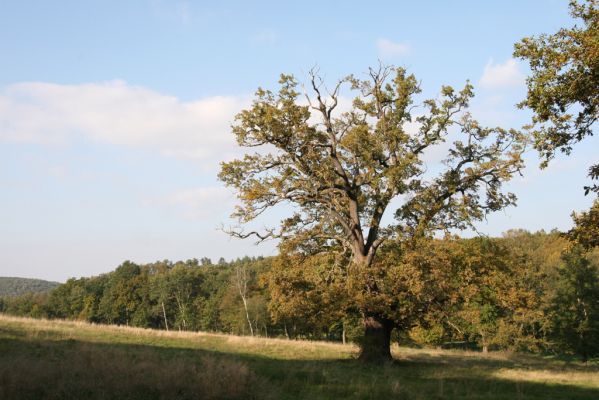 Klátova Nová Ves, 10.10.2014
Pastevní les Cibajky. 
Klíčová slova: Klátova Nová Ves pastevní les Cibajky