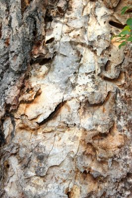 Klátova Nová Ves, 10.10.2014
Pastevní les Cibajky. Dub s požerky tesaříka Cerambyx cerdo.
Klíčová slova: Klátova Nová Ves pastevní les Cibajky Cerambyx cerdo