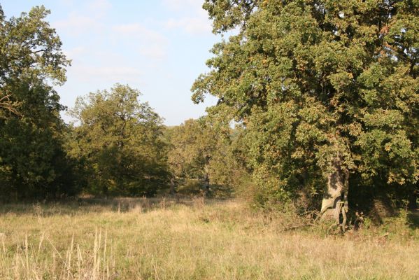 Klátova Nová Ves, 10.10.2014
Pastevní les Cibajky.
Klíčová slova: Klátova Nová Ves pastevní les Cibajky