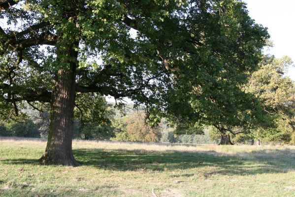 Klátova Nová Ves, 10.10.2014
Pastevní les Cibajky.
Klíčová slova: Klátova Nová Ves pastevní les Cibajky