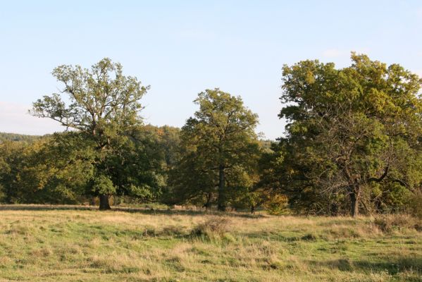 Klátova Nová Ves, 10.10.2014
Pastevní les Cibajky.
Klíčová slova: Klátova Nová Ves pastevní les Cibajky