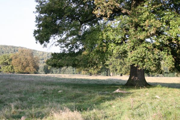Klátova Nová Ves, 10.10.2014
Pastevní les Cibajky.
Schlüsselwörter: Klátova Nová Ves pastevní les Cibajky
