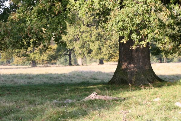 Klátova Nová Ves, 10.10.2014
Pastevní les Cibajky.
Keywords: Klátova Nová Ves pastevní les Cibajky