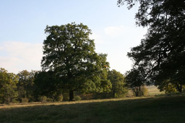 Klátova Nová Ves, 10.10.2014
Pastevní les Cibajky.
Klíčová slova: Klátova Nová Ves pastevní les Cibajky