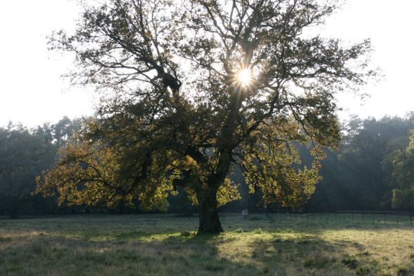 Klátova Nová Ves, 10.10.2014
Pastevní les Cibajky.
Klíčová slova: Klátova Nová Ves pastevní les Cibajky