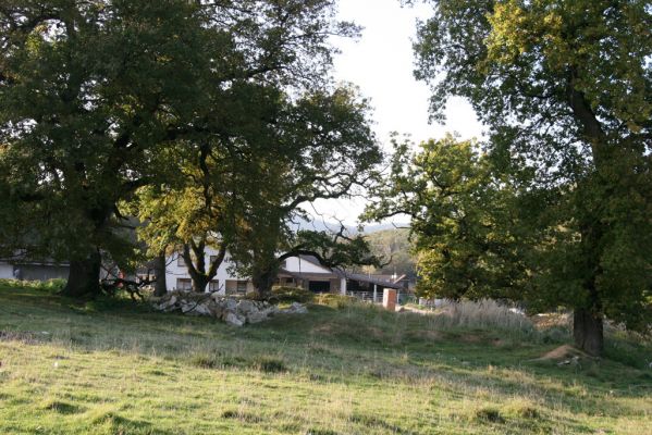Klátova Nová Ves, 10.10.2014
Pastevní les Cibajky u salaše.
Keywords: Klátova Nová Ves pastevní les Cibajky