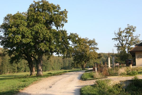 Klátova Nová Ves, 10.10.2014
Pastevní les Cibajky u salaše.
Schlüsselwörter: Klátova Nová Ves pastevní les Cibajky