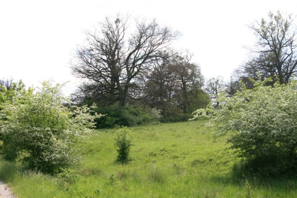 Klátova Nová Ves, 21.5.2016
Pastevní les Cibajky. Listí dubů spálené jarními mrazy.
Klíčová slova: Klátova Nová Ves pastevní les Cibajky Agriotes acuminatus