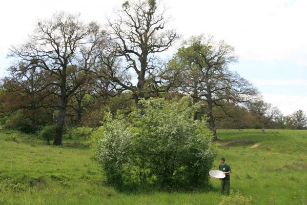 Klátova Nová Ves, 21.5.2016
Pastevní les Cibajky. Listí dubů spálené jarními mrazy.
Keywords: Klátova Nová Ves pastevní les Cibajky Agriotes acuminatus Čepelák