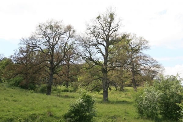 Klátova Nová Ves, 21.5.2016
Pastevní les Cibajky. Listí dubů spálené jarními mrazy.
Klíčová slova: Klátova Nová Ves pastevní les Cibajky Agriotes acuminatus