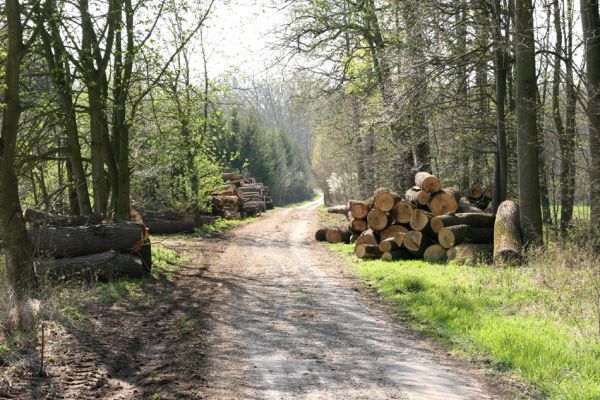 Svatý Mikuláš, Kačina, 14.4.2008
Rozlehlé svoziště pokácených kmenů u cesty od zámku k hájovně.
Klíčová slova: Svatý Mikuláš Kačina park