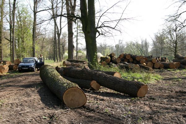 Svatý Mikuláš, Kačina, 14.4.2008
Rozlehlé svoziště pokácených kmenů u cesty od zámku k hájovně.
Klíčová slova: Svatý Mikuláš Kačina park