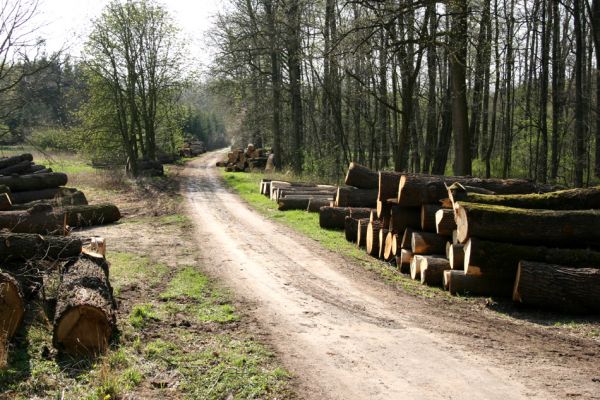 Svatý Mikuláš, Kačina, 14.4.2008
Rozlehlé svoziště pokácených kmenů u cesty od zámku k hájovně.
Klíčová slova: Svatý Mikuláš Kačina park