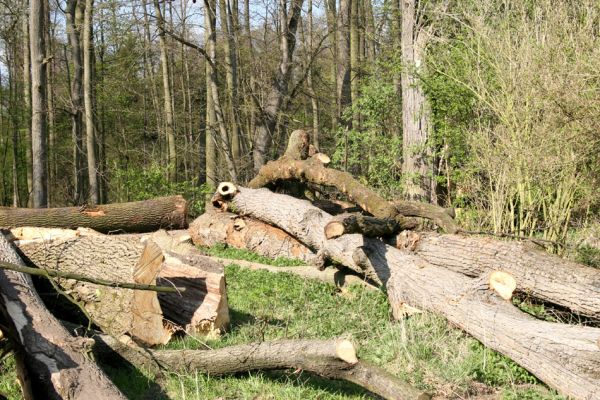 Svatý Mikuláš, Kačina, 14.4.2008
Svoziště pokácených kmenů u cesty od zámku k hájovně.
Schlüsselwörter: Svatý Mikuláš Kačina park