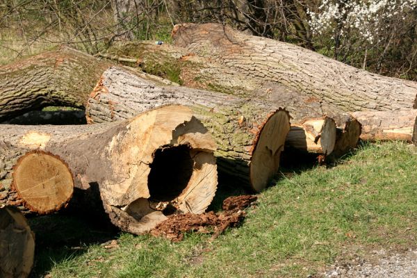 Svatý Mikuláš, Kačina, 14.4.2008
Svoziště pokácených kmenů u cesty od zámku k hájovně.
Klíčová slova: Svatý Mikuláš Kačina park